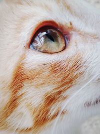 Close-up portrait of a cat