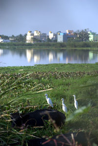 Swan by lake against sky