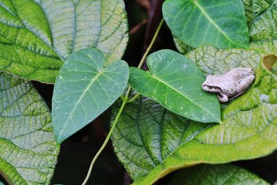 High angle view of green leaves