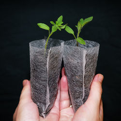 Close-up of hand holding plant