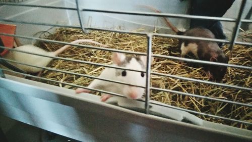 Close-up of cat in cage