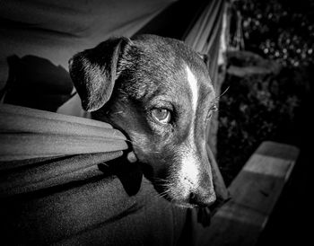 Close-up portrait of dog