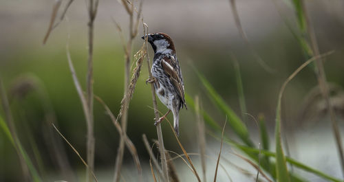 Close-up of bird perching on plant