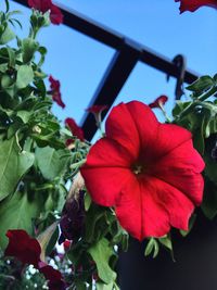 Close-up of red hibiscus blooming outdoors