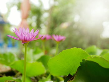 Close-up of pink water lily