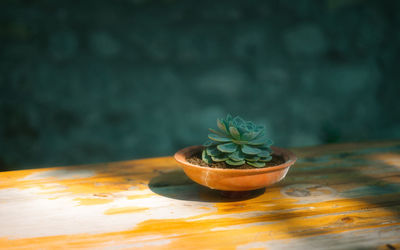 Close-up of potted plant on table