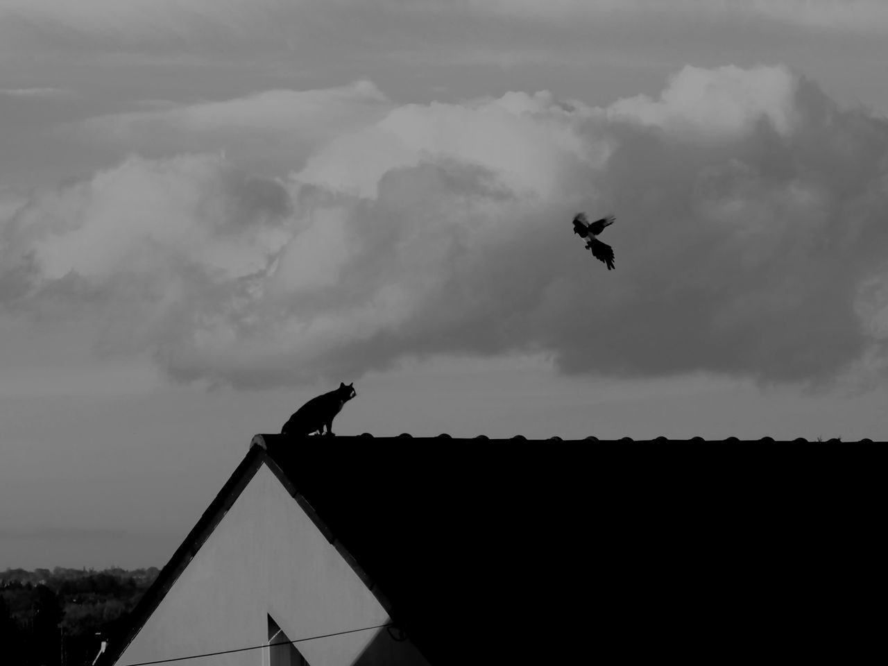 LOW ANGLE VIEW OF A BIRD FLYING