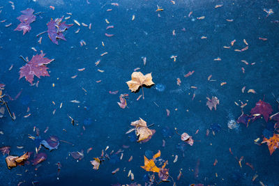 Maple leaves on autumn leaves