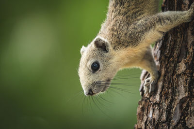 Close-up of squirrel on tree trunk