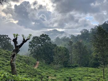 Sri lanka, little adams peak