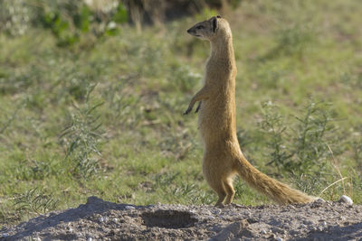 A yellow mongoose in etosha, a national park in north namibia