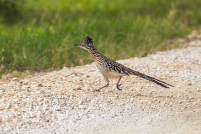 Close-up side view of a bird