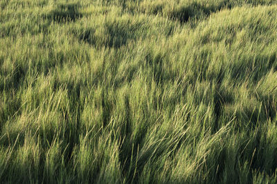 Full frame shot of wheat field