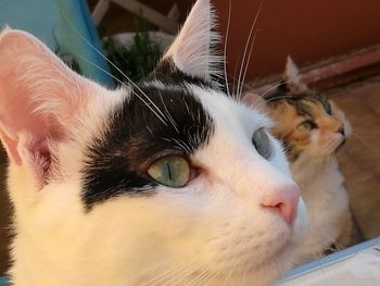 Close-up portrait of a cat