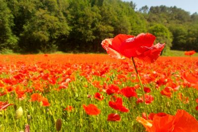 Close-up of red poppy flowers blooming on field