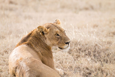 View of a lion looking away