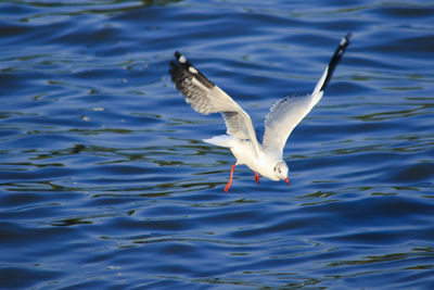 Seagull flying over a water