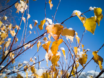 Yellow leaves on blue sky