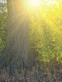 Sun shining through trees