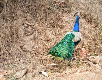 Peacock on field