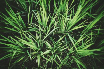 Full frame shot of green plants