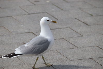 Seagull perching on a footpath