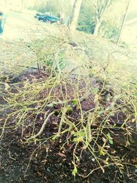 Plants growing on field