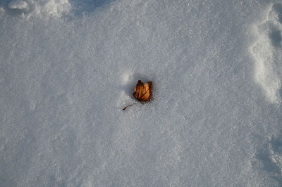 High angle view of bird on snow land