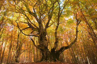 View of trees in forest during autumn