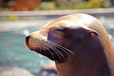 Close-up of sea lion