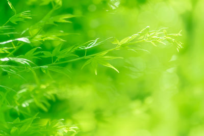 Close-up of fresh green leaves on field