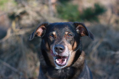 Close-up portrait of black dog