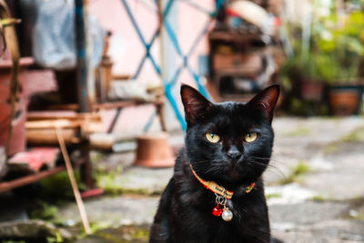 Portrait of black cat