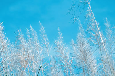 Close-up of frozen plants against blue sky