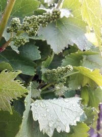 Close-up of plants