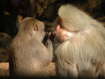 Mother baboon with her cub