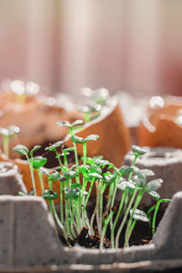 Microgreen arugula sprouts into eggs shell. raw sprouts, microgreens, healthy eating concept. superfood grown at home