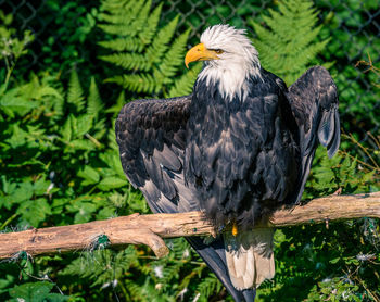 Bird perching on a tree