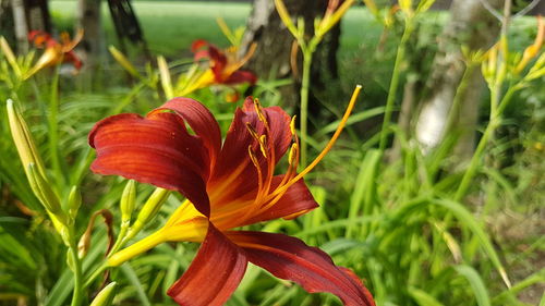 Close-up of day lily blooming outdoors