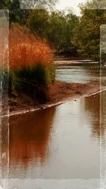 Reflection of trees in water