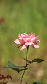 Close-up of pink flowers