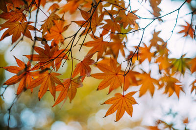 Close-up of maple leaves on branch