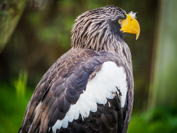 Close-up of a bird looking away