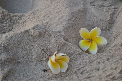 Close-up of yellow flower on beach