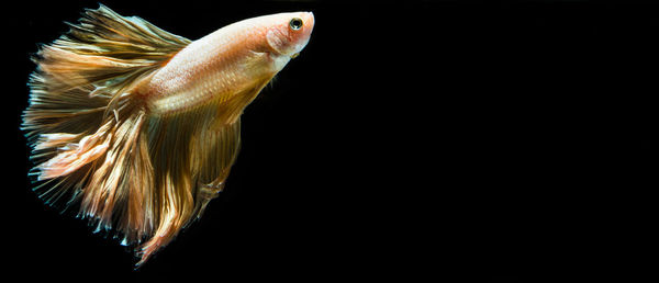 Close-up of fish swimming against black background