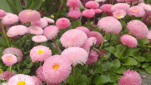 Close-up of pink flowers blooming outdoors