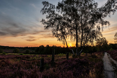 Silhouette trees on field against sky during sunset