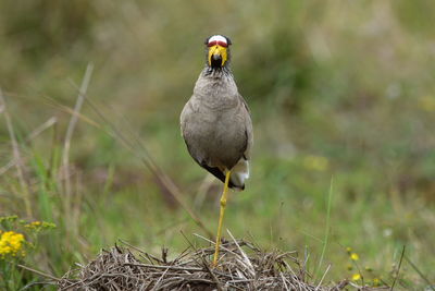 Close-up of bird perching on field