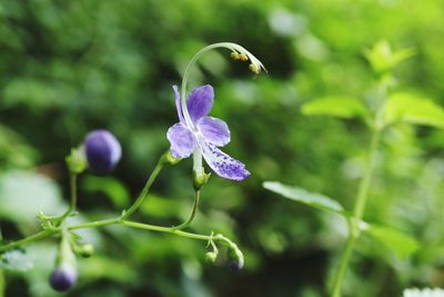 Close-up of purple flowering plant