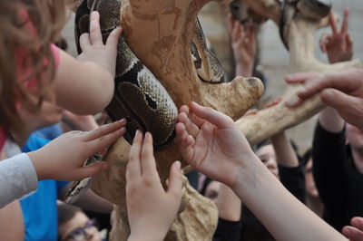 Close-up of people touching snake on branch